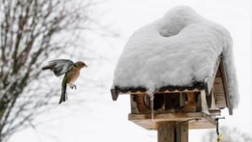7 Recycled Bird Feeder Ideas | 2 DIY Ideas