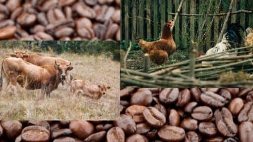 chickens cattle coffee beans