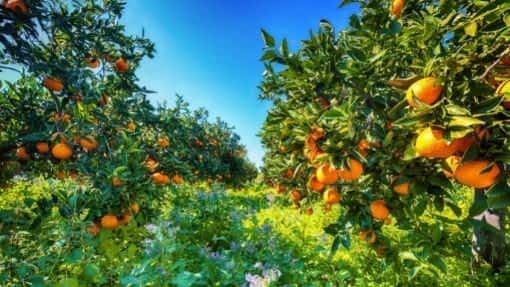 ripe oranges on trees